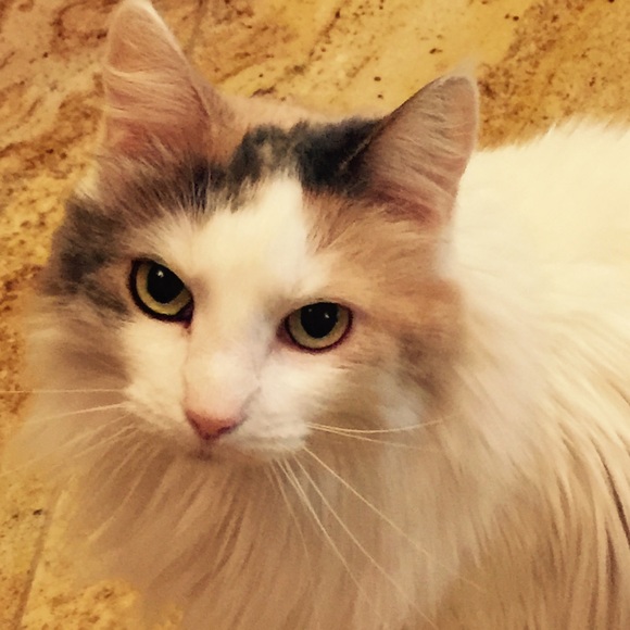 MEET ROE,I ENTERTAIN ONLY DECENT OFFERS ON MY LIST - Picture 8 of 8